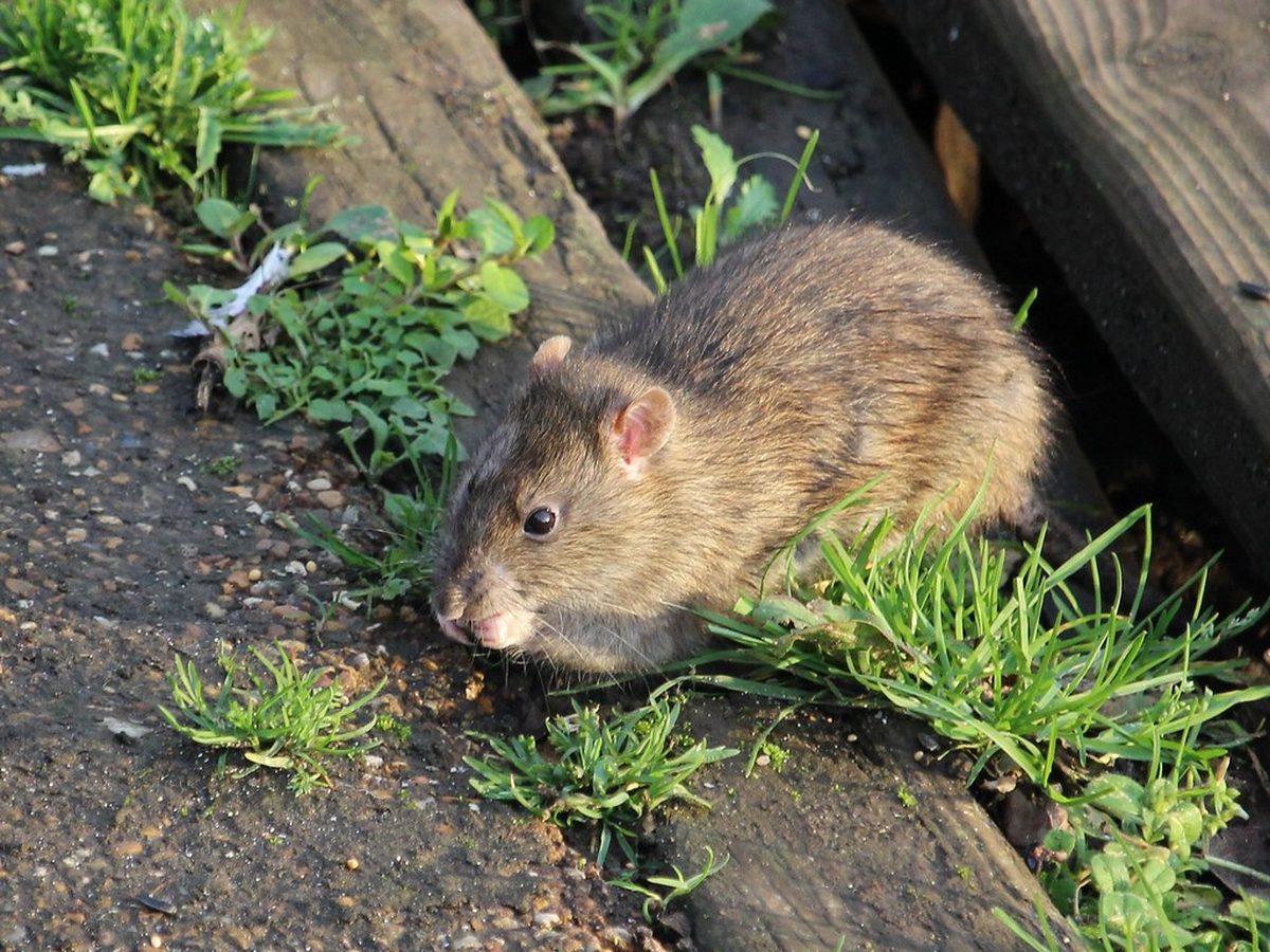 A home in East Nashville near Nashville where rodents get in along the roofline