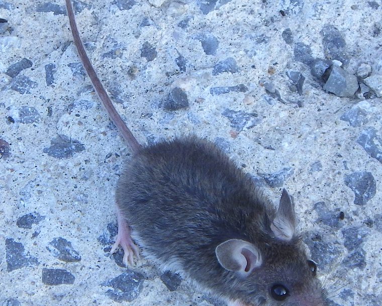 A house mouse on a kitchen floor near a baseboard gap in a Nashville home