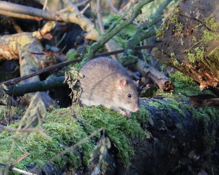 Rat Control in Nashville, TN