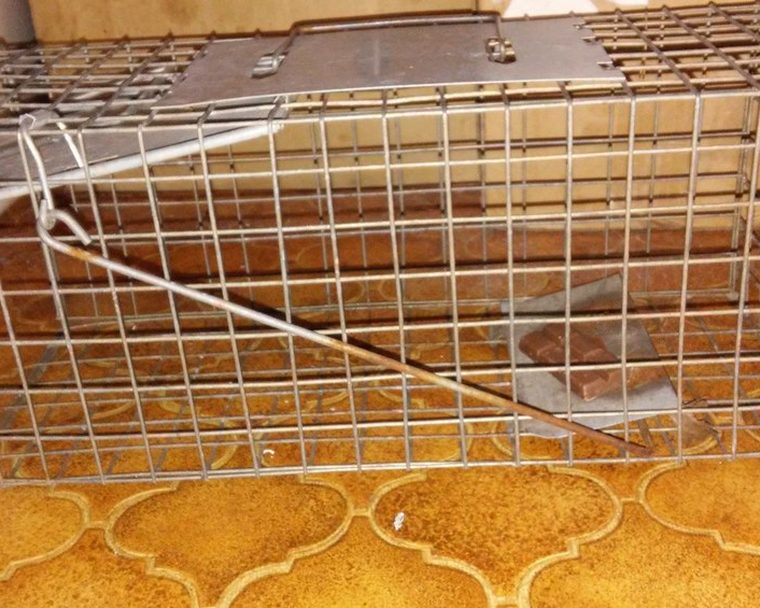 Trapping & Removal in East Nashville
